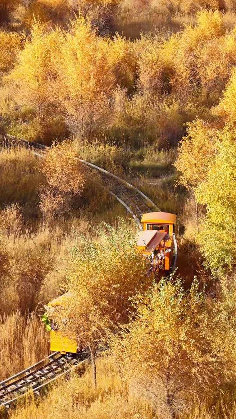 泽普金胡杨景区秋日森林小火车穿行