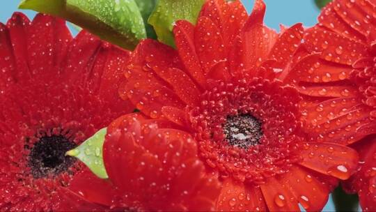 盛开的红色花朵视频素材模板下载