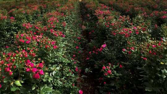 花卉种植基地 连栋温室大棚 设施农业
