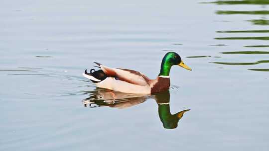 湖面觅食的绿头鸭鸭子视频素材模板下载