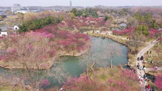 航拍瘦西湖梅花园林游客参观