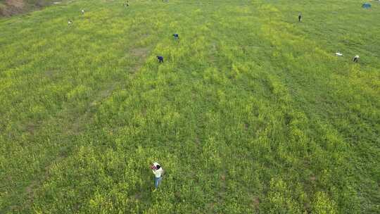 航拍长沙江边油菜花地视频素材模板下载