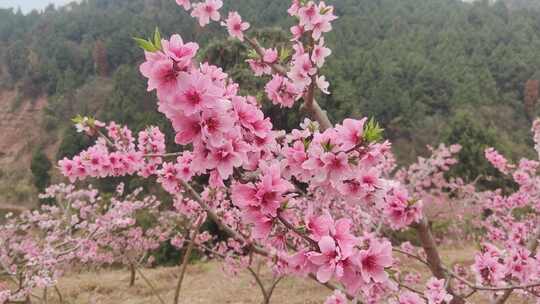 成都春天龙泉桃花盛开赏花基地视频素材模板下载