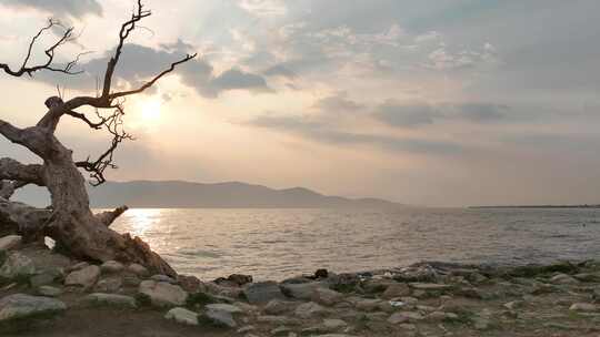 近景右移呼吸感洱海日出湖畔枯树日出景象