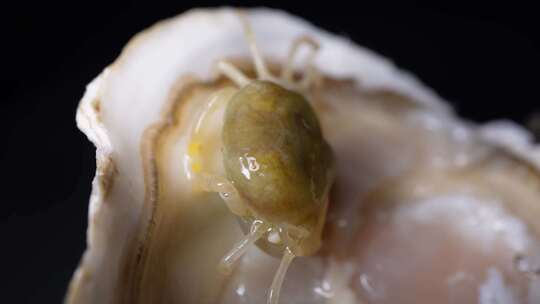 豆蟹小螃蟹生蚝里的寄生虫海洋生物