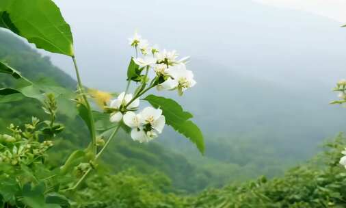 茉莉花 花 茉莉花茶 采茶 (4)