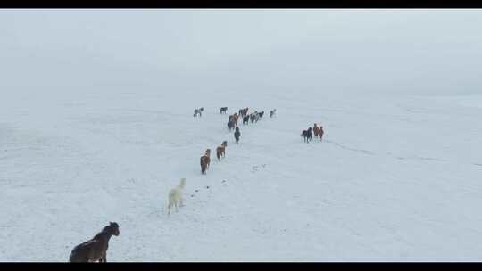 雪原上奔跑的马群