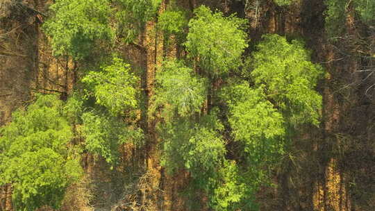 密集林地的空中快照，混合了健康的绿树和干