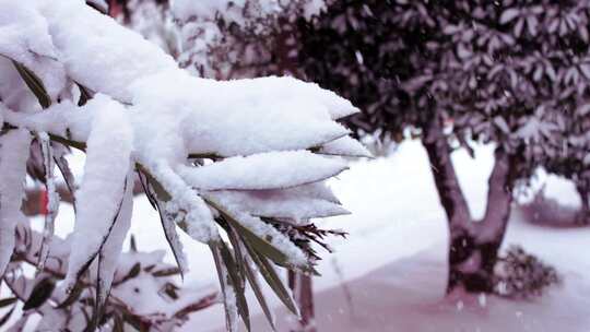 叶子上的雪