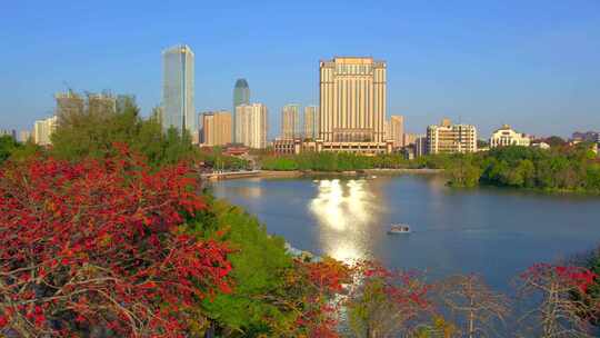 精选西湖木棉航拍大景