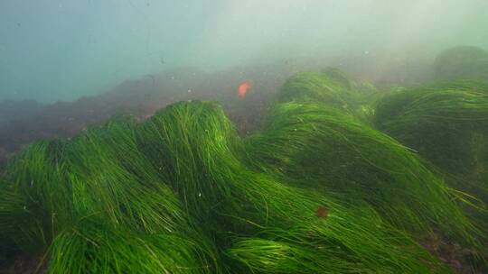 海底海草鱼类海洋生物