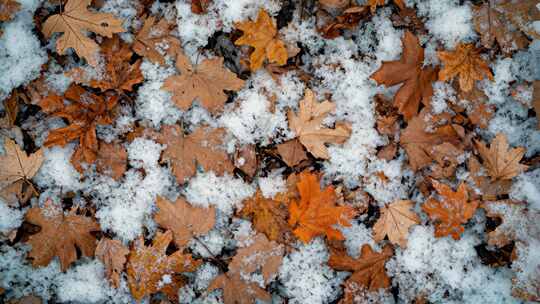 积雪中的枫叶