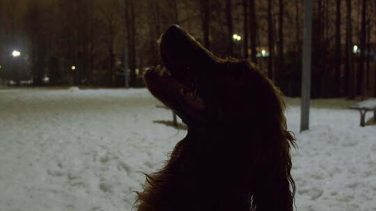 爱尔兰塞特犬在寒冷的冬夜仰望时的特写侧视