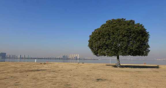 湖边开阔草地上一棵孤独的树后的城市远景