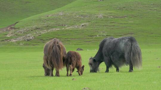 灰色和棕色牦牛在草原上吃草