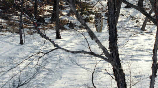 冬季野外雪地东北虎