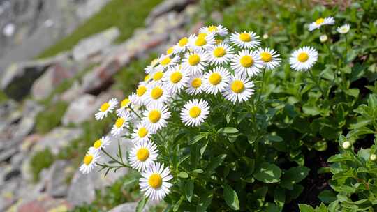 野外绽放的白色雏菊