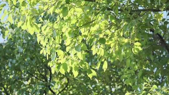 春天绿叶阳光明媚树林植物空镜素材合集