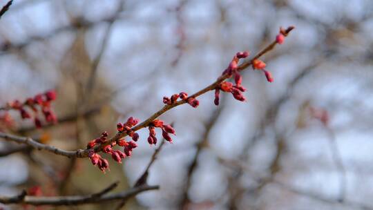 春天微风中含苞待放的樱花