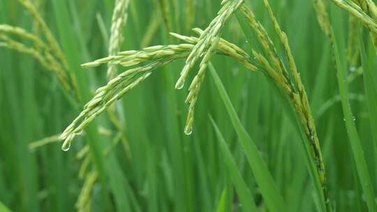 雨天稻田 水稻 稻穗 水稻丰收 水稻生长