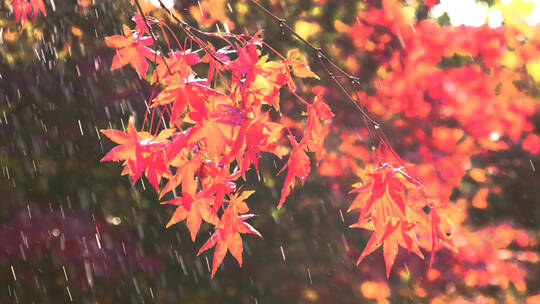 枫叶 枫树