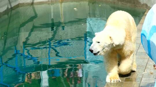 北极熊在动物园散步