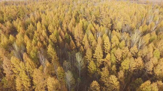 H大兴安岭松岭秋季南瓮河湿地森林航拍01