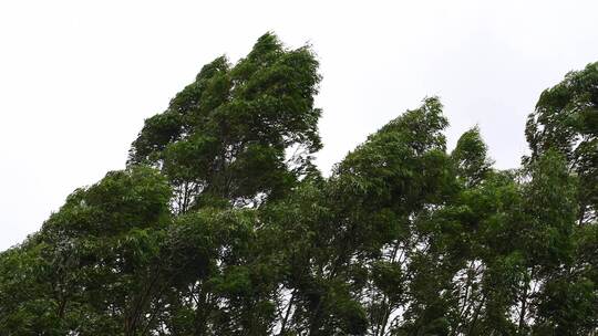 阴天森林风吹树林雨天树叶随风摇曳自然景观