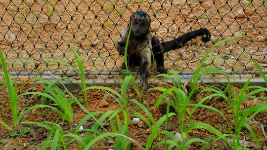 动物园猴子 黑帽悬猴