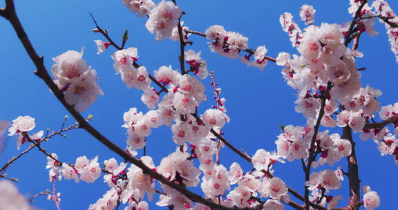 移动轨道拍摄蓝天背景的杏树花枝系列