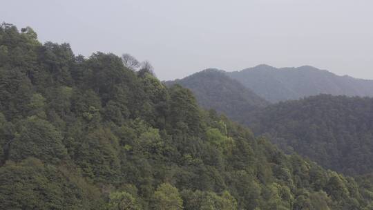 杭州西湖梅家坞茶园茶山