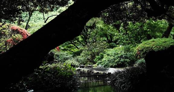 园林雨后绿公园树景观自然山水溪流小溪