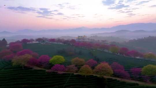 福建龙岩永福樱花茶园