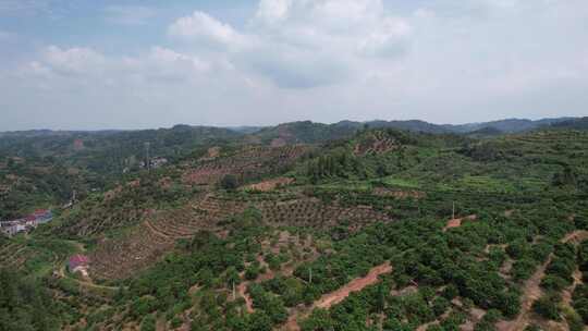 山川丘陵水果种植水果基地航拍