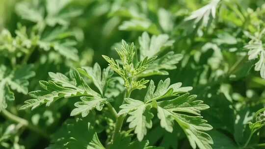 艾草植物特写素材