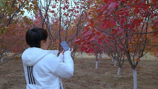 升格实拍秋天游览公园用手机拍摄枫叶的女性视频素材模板下载