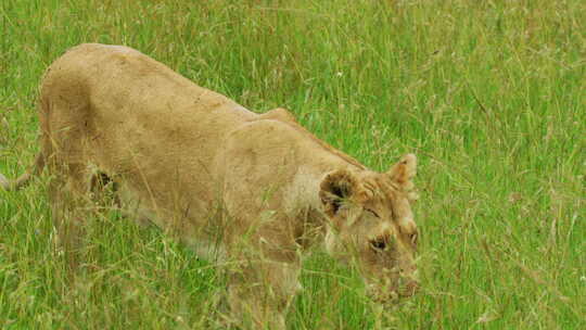 在草丛中行走的母狮