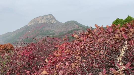 济南红叶谷景区，秋季满山红叶景观