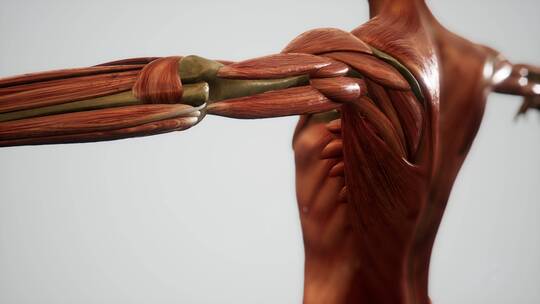 人体动画的肌肉系统视频素材模板下载