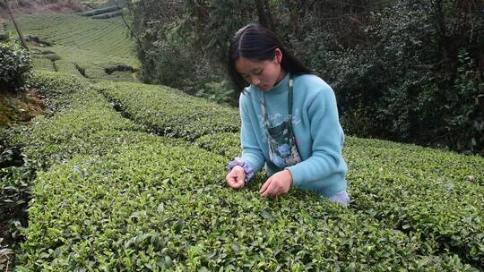 茶叶茶绿茶采茶茶山春茶茶园4K实拍