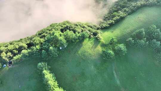 航拍高山草原森林树林云海云雾晴天阳光