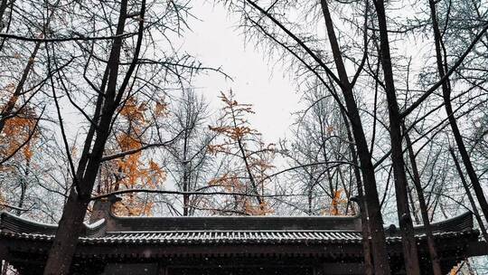 西安大雁塔大慈恩寺公园冬天风景视频素材模板下载