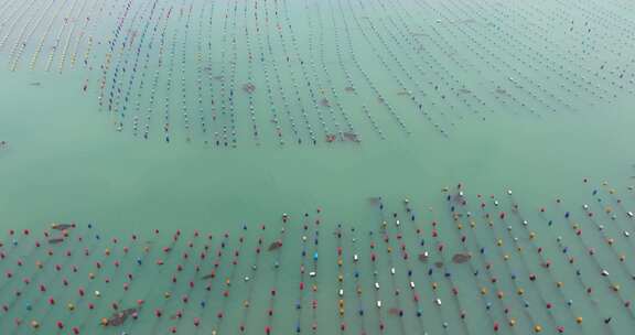 海洋养殖牡蛎生蚝深海养殖场航拍