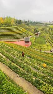 田园风光，这辈子一定要去一次，治愈系风景