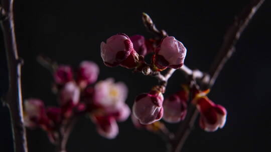 花朵开放的延时视频素材模板下载