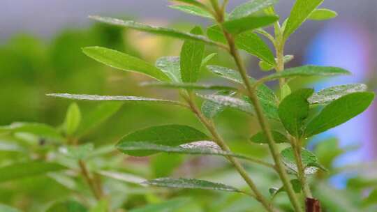 城市下暴雨下雨天雨水雨滴植物树叶子草木雨