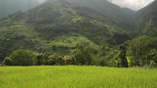 水稻梯田，山，树木，喜马拉雅地区