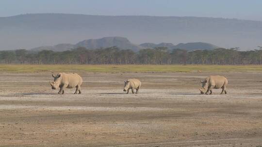 泥泞平原上的三只犀牛