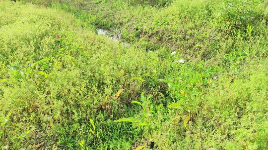 疫情城市农村街道菜园春天绿色植物