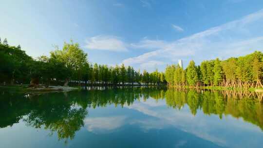 落羽杉水杉森林树林湖泊倒影风景